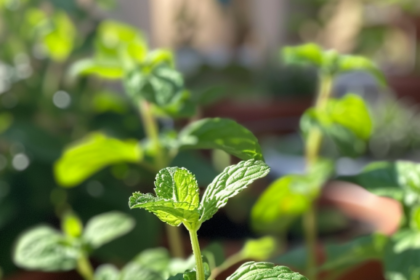 Mint in wild